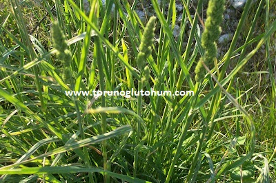 torunoglu seed