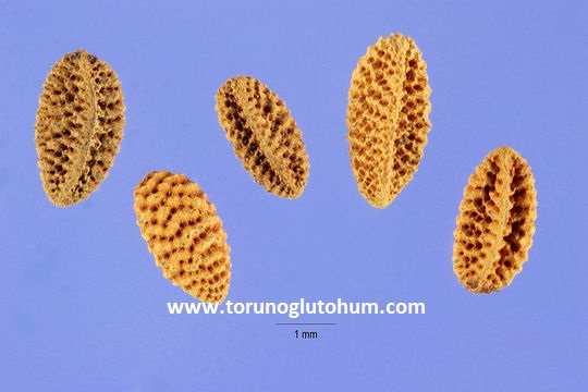 torunoglu seed