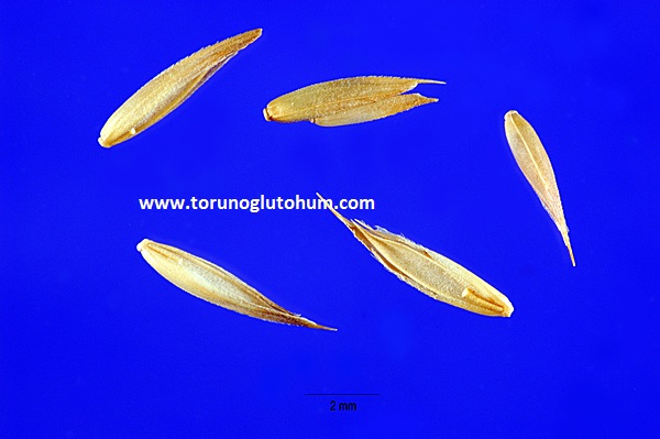 torunoglu seed