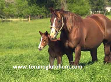 torunoglu seed