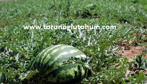 torunoglu seed