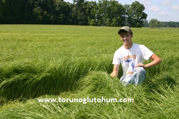 torunoglu seed