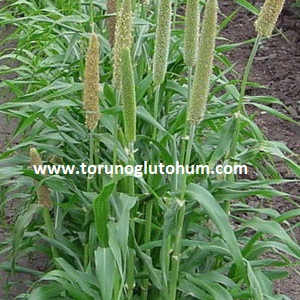torunoglu seed