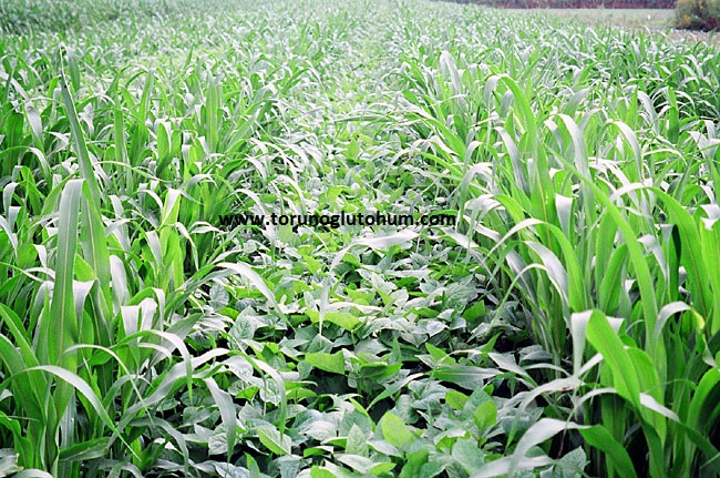 torunoglu seed