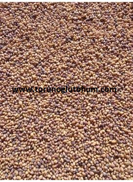 torunoglu seed