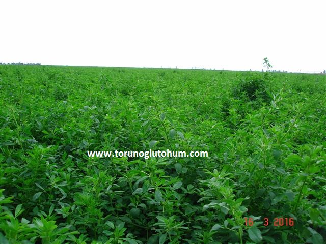 torunoglu seed
