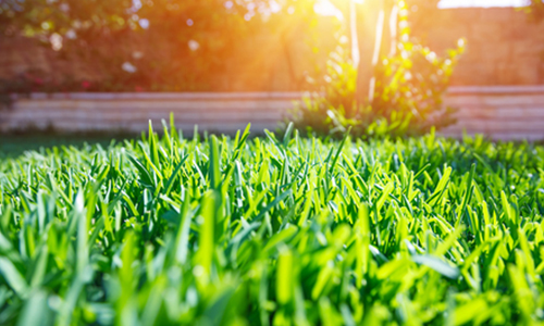 GRASS SEEDS