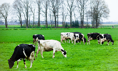 FEED CROPS